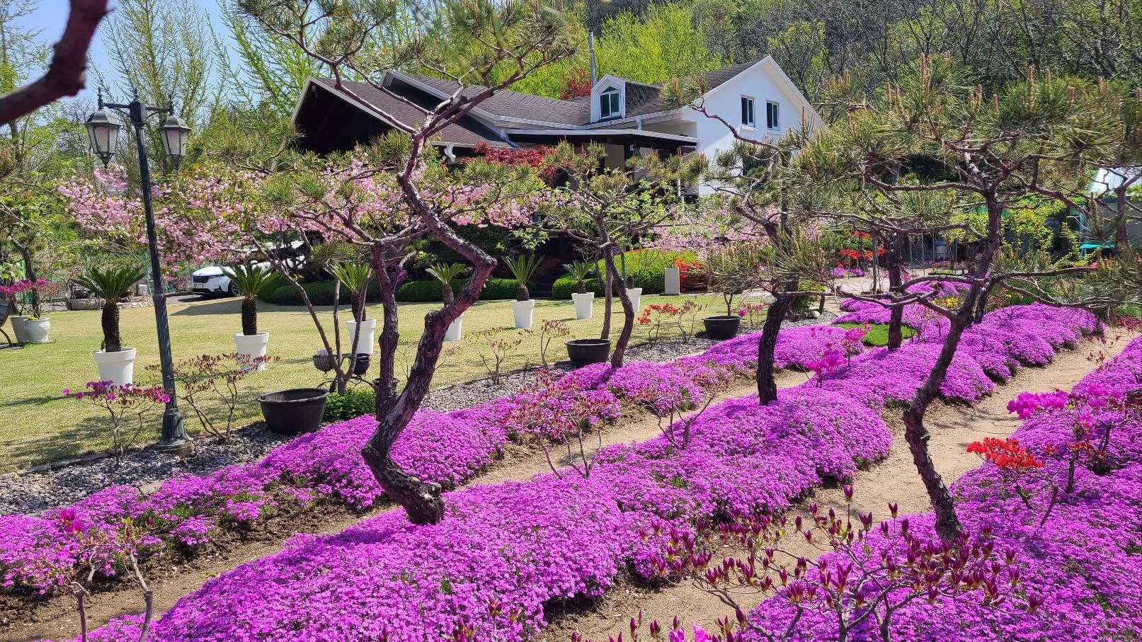 꽃잔디와 겹벚꽃이 만개한 정원