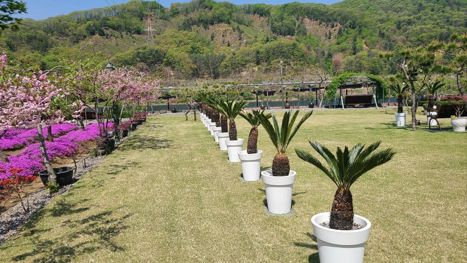 소철 화분이 줄지어 선 넓은 잔디마당과 뒷산 풍경