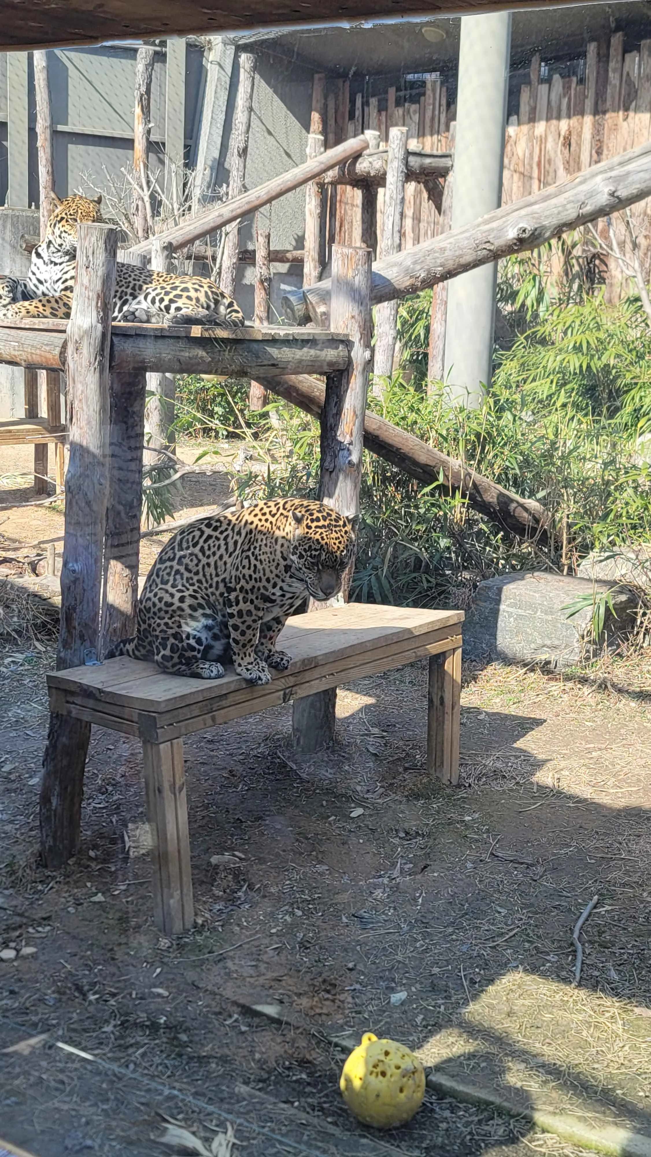전주동물원 표범