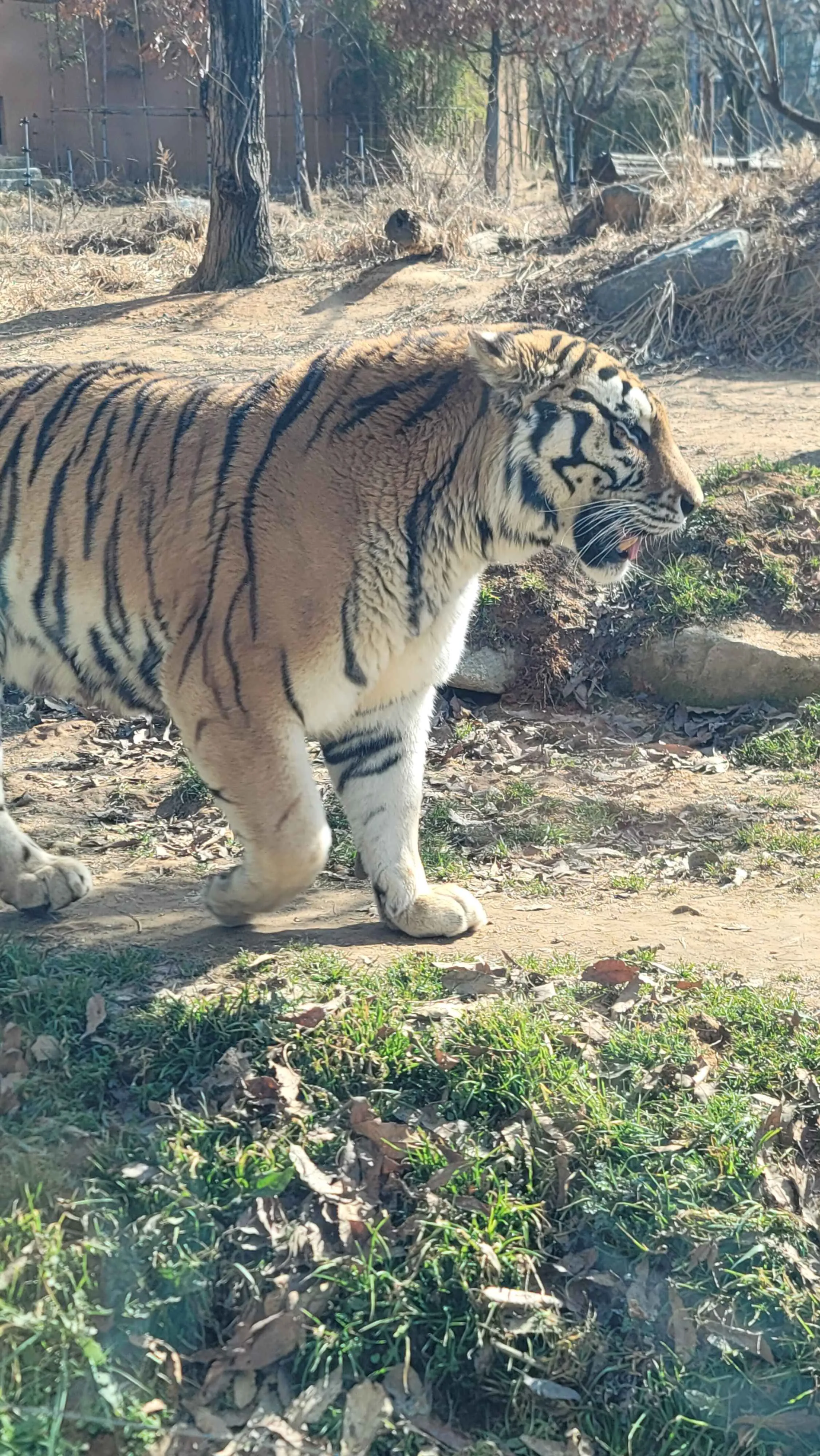 전주동물원 호랑이